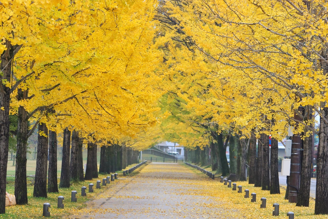 Ginkgo Biloba